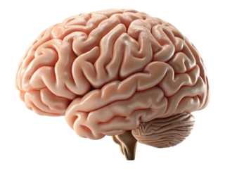 Detailed human brain anatomy, illustrating complex folds and neural structures