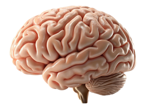 Detailed human brain anatomy, illustrating complex folds and neural structures
