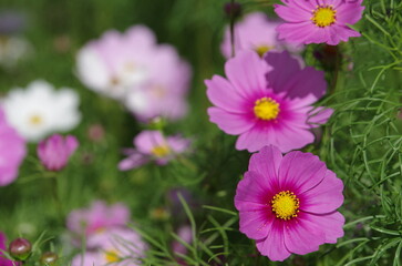 満開のコスモス