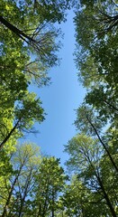 Obraz premium A serene view looking upwards through lush green forest canopy to a vibrant clear blue sky, symbolizing peace and natural beauty ,ecosystem ,daylight ,blue