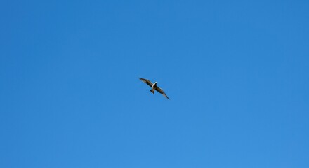 A solitary bird gracefully soars through the vast expanse of a clear, brilliant blue sky, symbolizing freedom and boundless opportunity ,freedom ,expansive ,upward