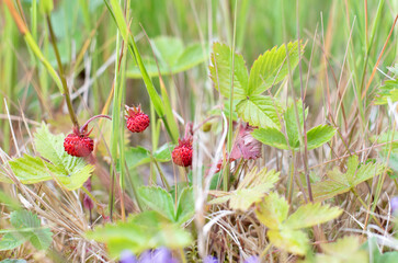 Wild strawberries on the forest floor close up 