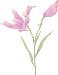 Pink Iris Digital Botanical Painting – Elegant Bloom and Floral Art Illustration