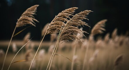 Close-up of delicate, elongated reeds swaying gently in a soft breeze, highlighting their graceful, slender forms and natural elegance ,plant ,tranquil ,close-up