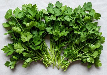 Obraz premium Freshly picked vibrant green herbs, perfect for culinary use, adding flavor and health benefits to any meal or recipe ,parsley ,delicious ,flavor