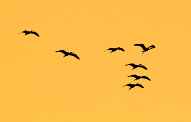 A flock of birds flying in the sky