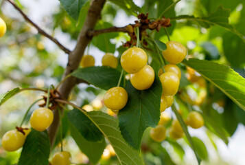 A tree with many yellow cherries hanging from it