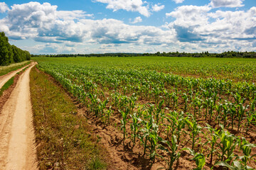 Lush green corn field alongside a winding dirt road under a bright blue sky with fluffy clouds