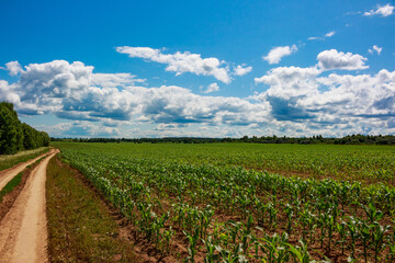 Lush green cornfield under a bright blue sky with fluffy white clouds and a winding dirt road, symbolizing summer growth and rural beauty