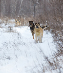 Three dogs are walking in the snow