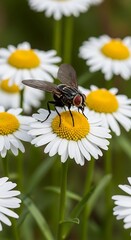 Fototapeta premium Fly on Daisy - A Close-Up of Natures Interplay.