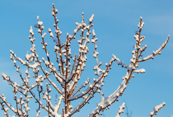 A tree with snow on it