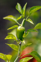 A green pepper is growing on a plant