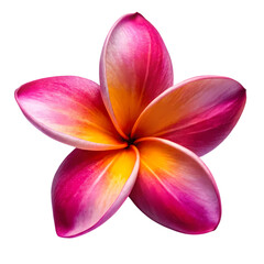 Frangipani flower isolated on transparent background