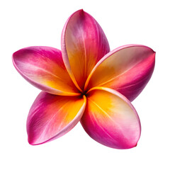 Frangipani flower isolated on transparent background
