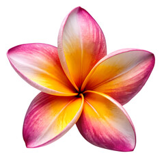 Frangipani flower isolated on transparent background