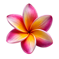 Frangipani flower isolated on transparent background