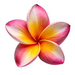 Frangipani flower isolated on transparent background