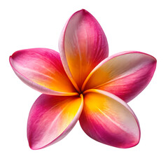 Frangipani flower isolated on transparent background