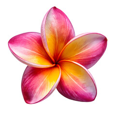 Frangipani flower isolated on transparent background