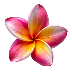Frangipani flower isolated on transparent background