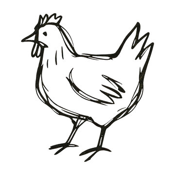 PNG Simple sketch of chicken.