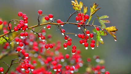 Red berries of Crataegus monogyna with raindrops. Depth of field and bokeh.