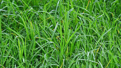 Green grass with dew drops close-up. Natural background, wallpaper.