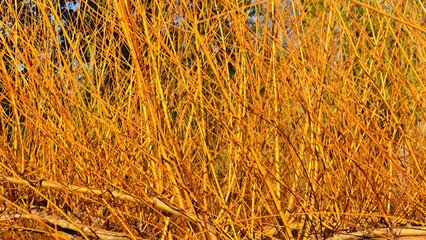 Yellow willow branches in autumn. Natural background, Salix viminalis.
