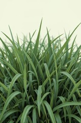 Obraz premium Fresh, vibrant, long green blades of grass are displayed against a soft, neutral background, creating a natural and calming composition.