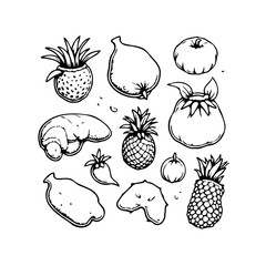 Detailed line drawing of a variety of tropical and subtropical fruits for culinary and creative