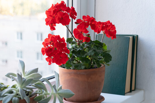 geranium in a pot on the windowsill