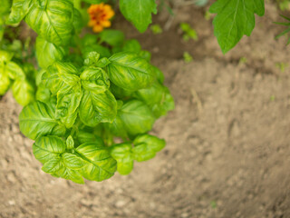 moscow russia . december 05 2023: carhartt american clothing company.carhartt logo