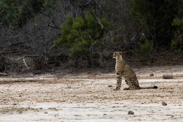 a female cheetah in the wild
