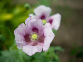 pink opium poppy flowers grow in the grass