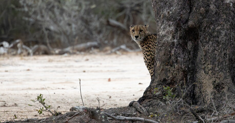 a cheetah hiding behind a big tree