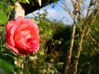 Obraz premium Pink rose blooming in a lush green garden