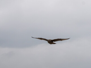 Lone Bird of Prey Gliding Effortlessly Through the Overcast Sky with Wide Open Wings