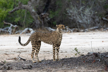a female cheetah in the wild