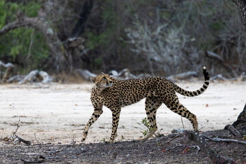 a female cheetah looking up