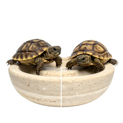 Obraz premium Two small tortoises sit in a shallow bowl, looking directly at the viewer