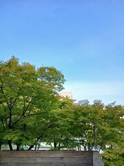 Evergreen tree healing garden and blue sky in the sunshine