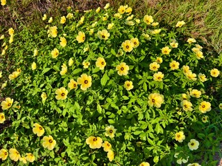 damiana flower in the morning	