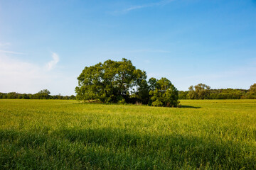 Vibrant green trees dominate a sunlit grassy field under a clear blue sky, creating a peaceful, expansive natural scene