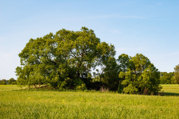 Lush green trees stand majestically in a vibrant meadow under a clear blue sky, evoking a sense of tranquil nature and fresh air
