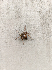 A small spider sitting on the side of a building