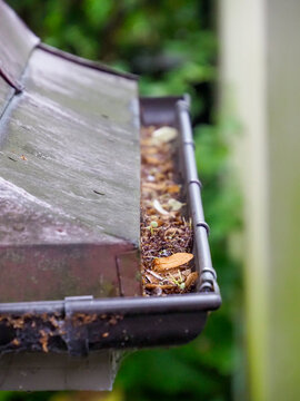 Close-up of a copper gutter full of dry leaves and debris with water droplets after heavy rain.