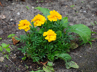Group of vibrant yellow marigold flowers with lush green foliage blooming in a garden bed on a sunny summer day.