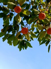 Autumn season persimmon trees and blue sky 