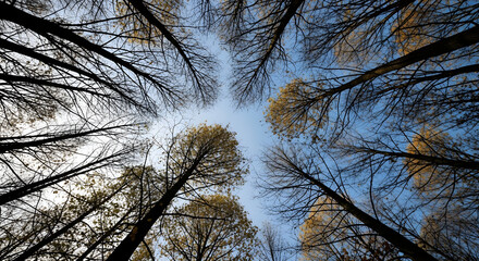 Looking Up at Bare Trees in Autumn Circle